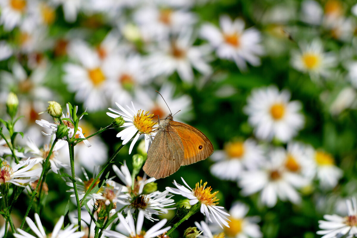 опять про бабочек...443 - Александр Прокудин