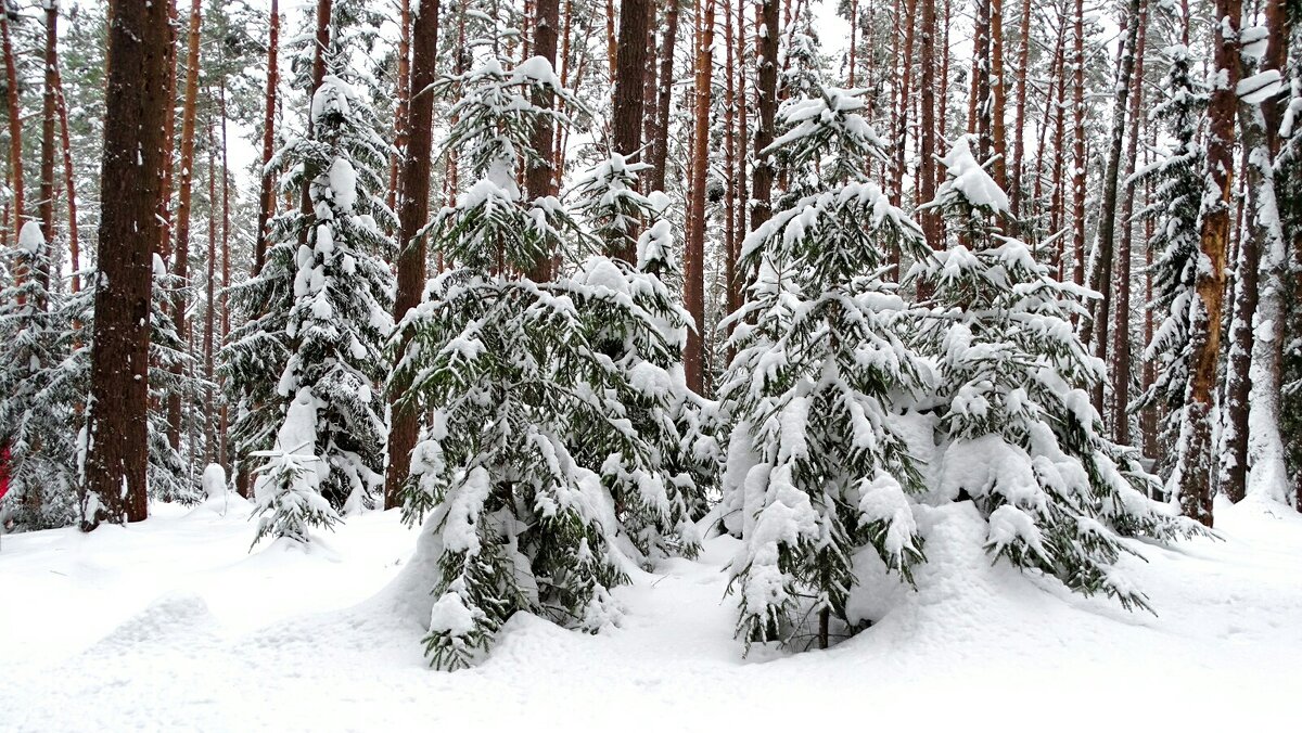 Зимний лес - Милешкин Владимир Алексеевич 