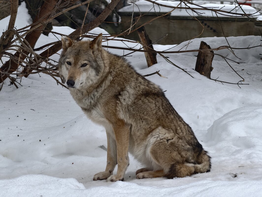 Волчица - <<< Наташа >>>
