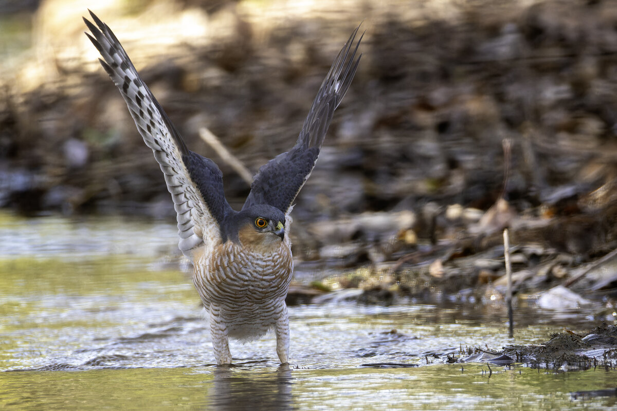 Ястреб-перепелятник. - Alexander Amromin Ястреб-перепелятник. - Alexander Amromin