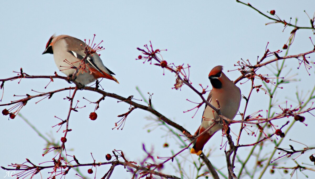 Прилетели  свиристели - Любовь Сахарова