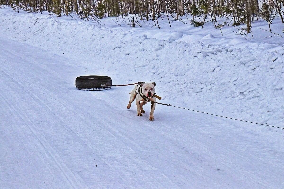 Эх,,жизнь  моя собачья! - Владимир 