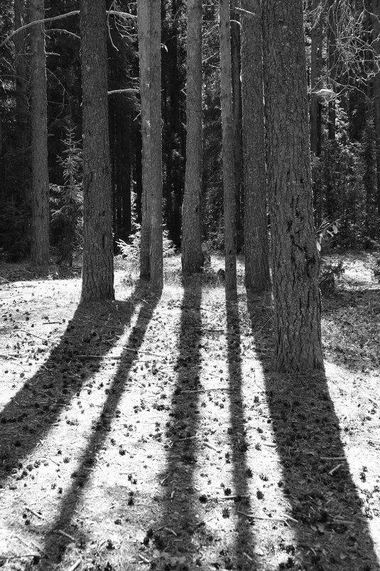 Фотография - Денис Безногов