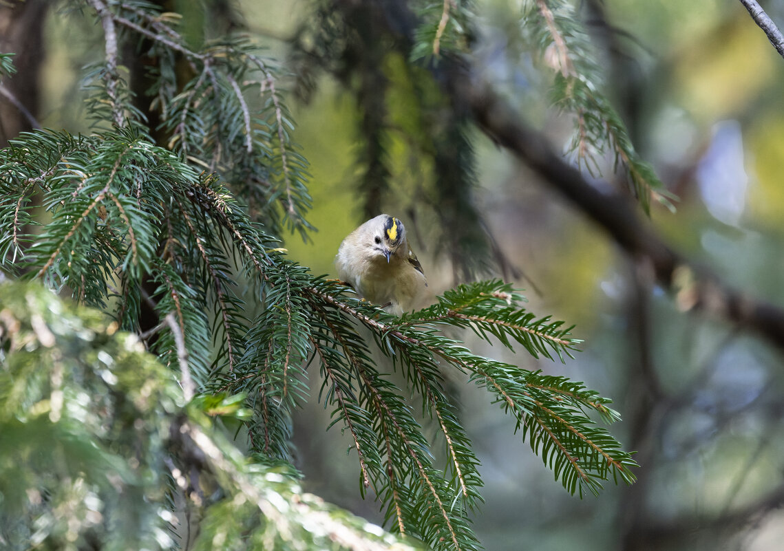 желтоголовый королек. - юрий макаров желтоголовый королек. - юрий макаров