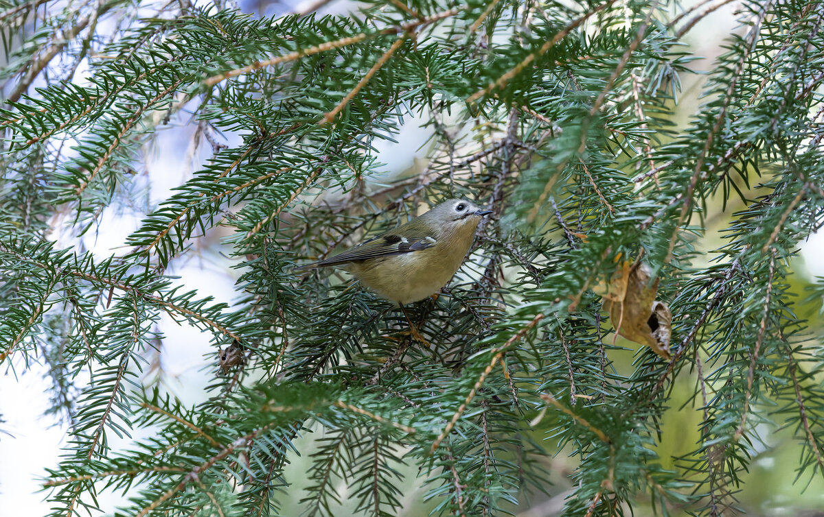 желтоголовый королек. - юрий макаров желтоголовый королек. - юрий макаров
