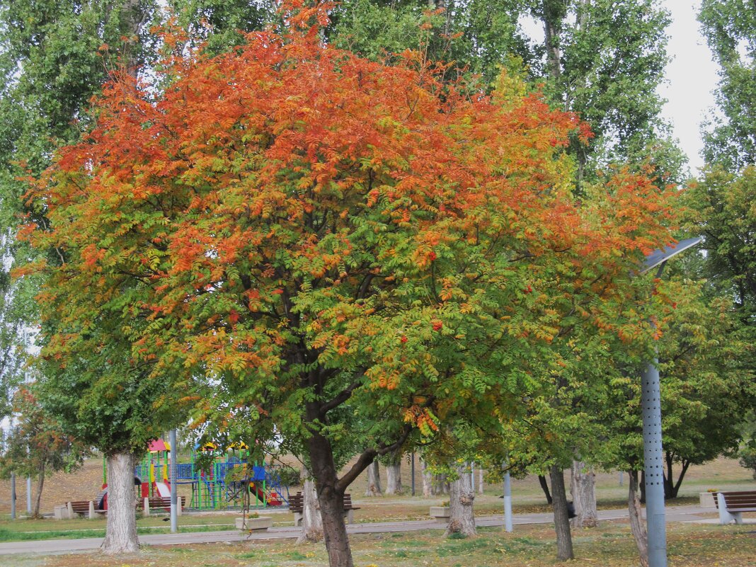 октябрь - Елена Шаламова