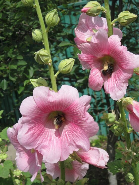 Пчёлы на розовой мальве - Дмитрий Никитин