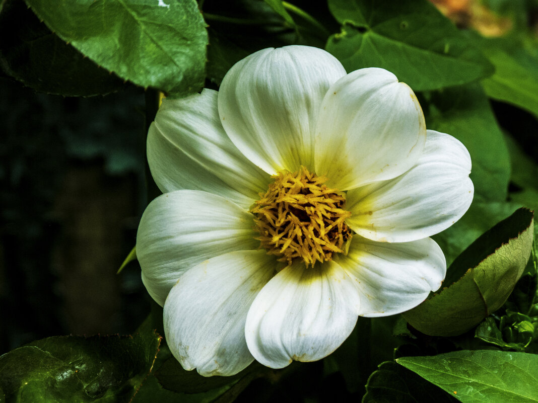 Белая георгина - Валентин Семчишин Белая георгина - Валентин Семчишин