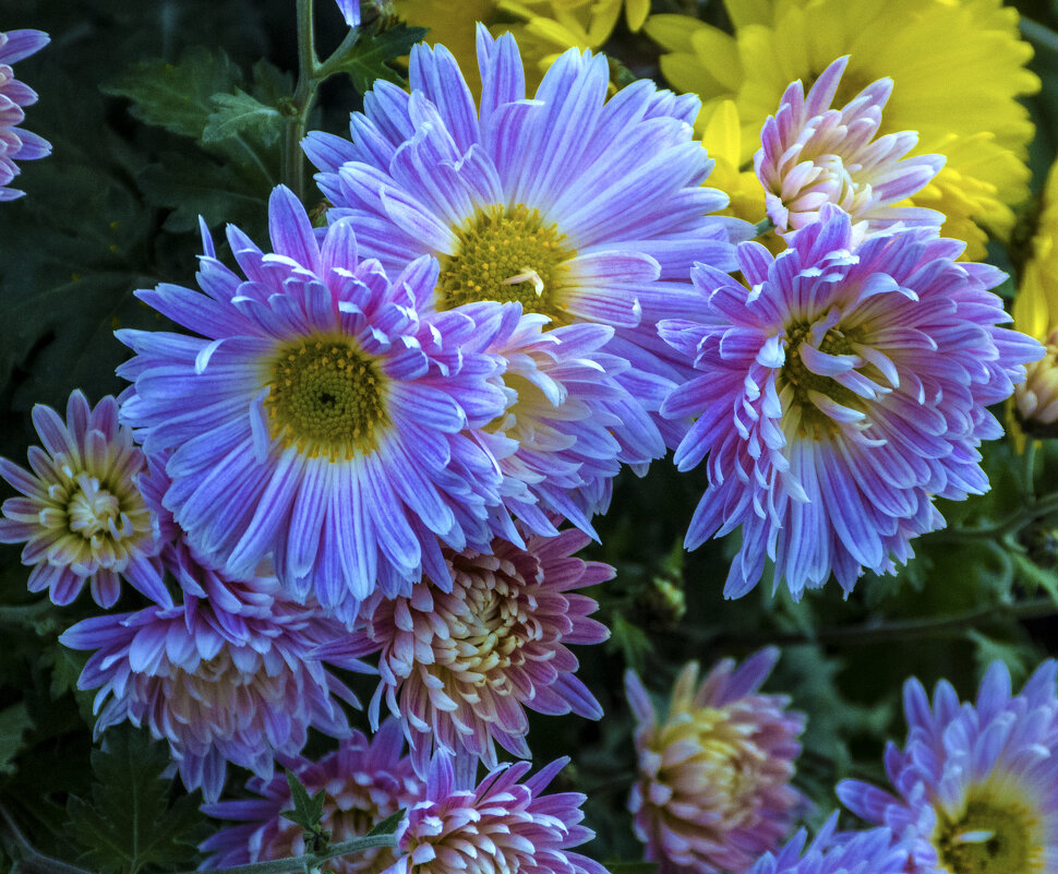 Голубые жризантемы - Валентин Семчишин Голубые жризантемы - Валентин Семчишин