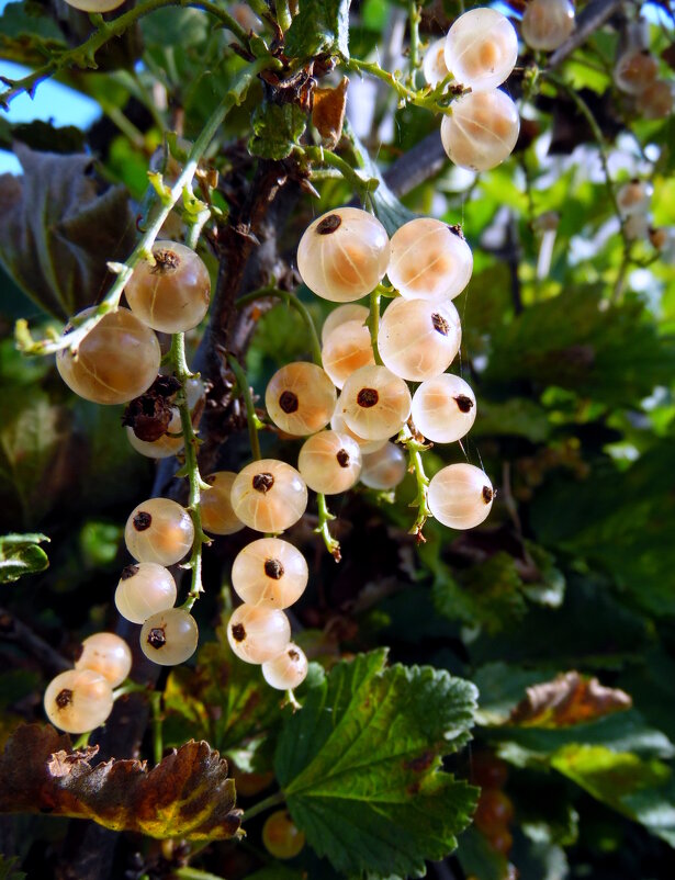 Смородина белая. - nadyasilyuk Вознюк Смородина белая. - nadyasilyuk Вознюк
