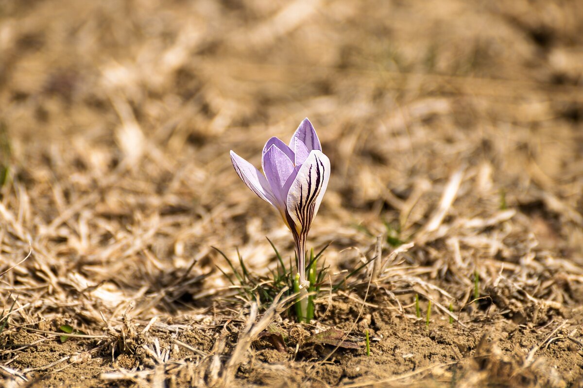 Подснежник (крокус) - Игорь Сикорский