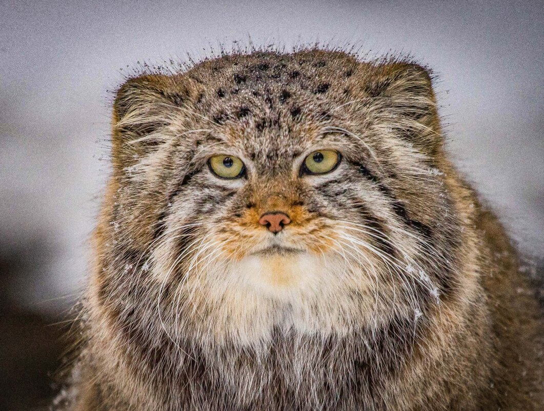 манул - Аркадий Лаптенко