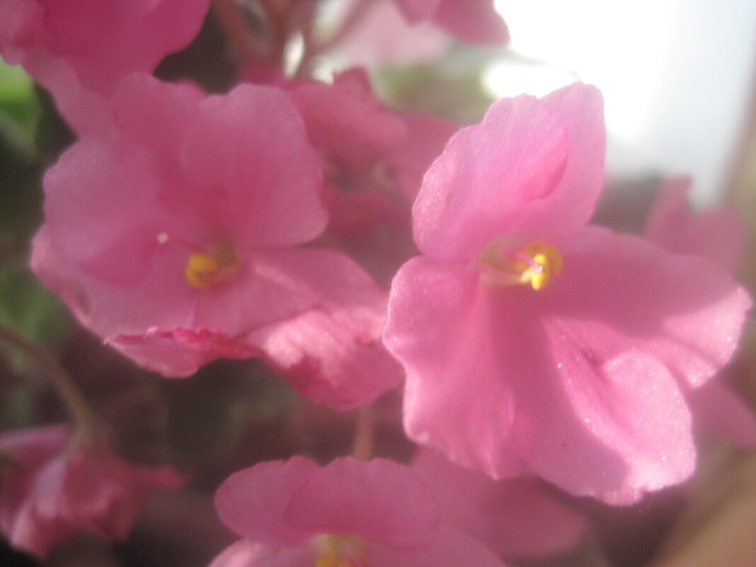 Фиалка - Елена Семигина