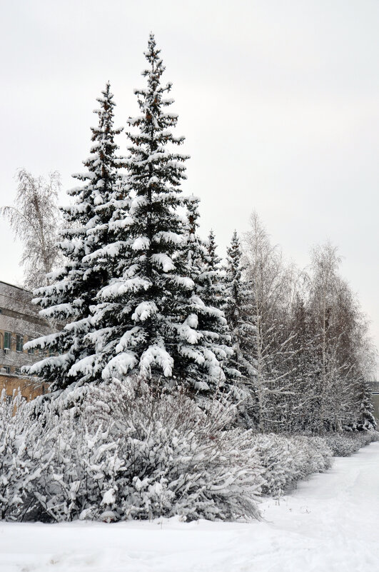 Зимние мотивы - Сергей М 