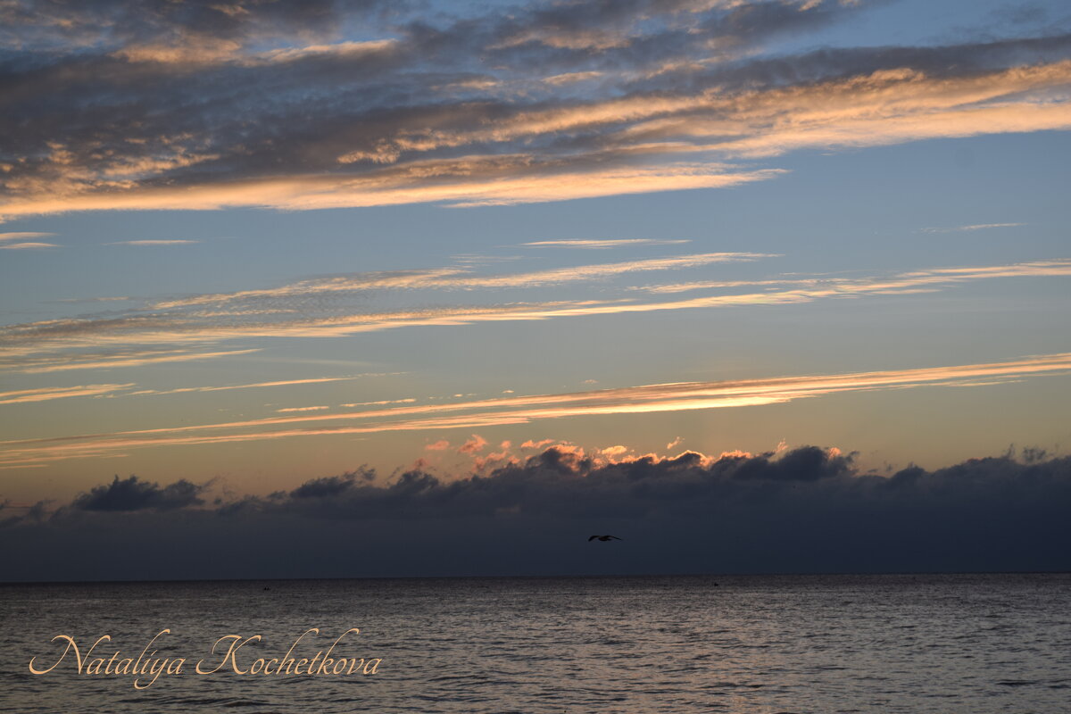 Природа Крыма - Amazing Cosmea Природа Крыма - Amazing Cosmea