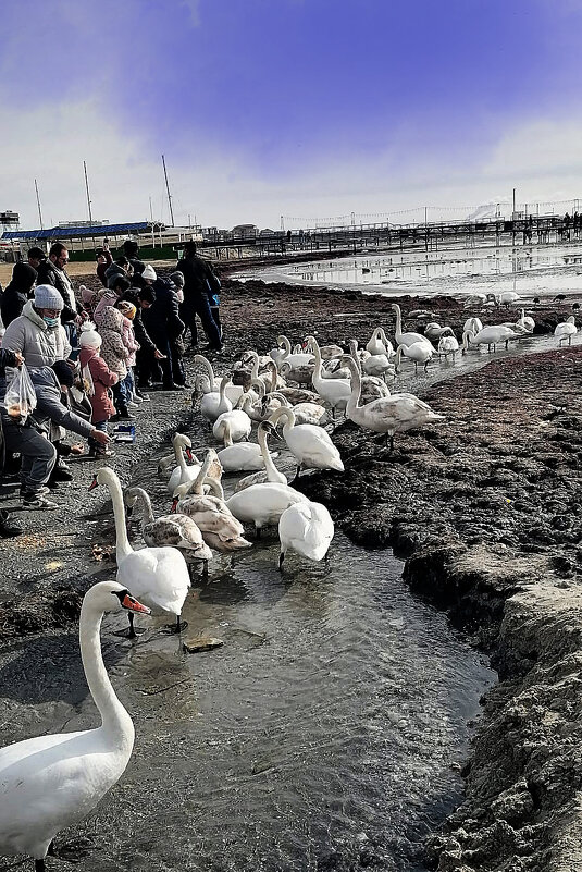Лебеди - Анатолий Чикчирный