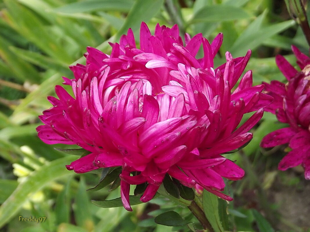 Астра - Freddy 97 Астра - Freddy 97