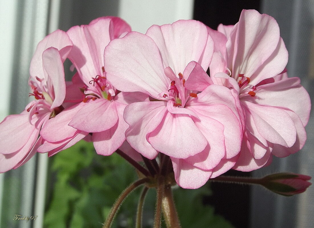 Герань - Freddy 97 Герань - Freddy 97