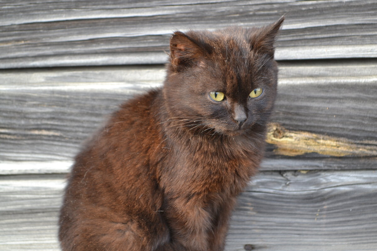 Любимая Мурка. - Prizrak 777