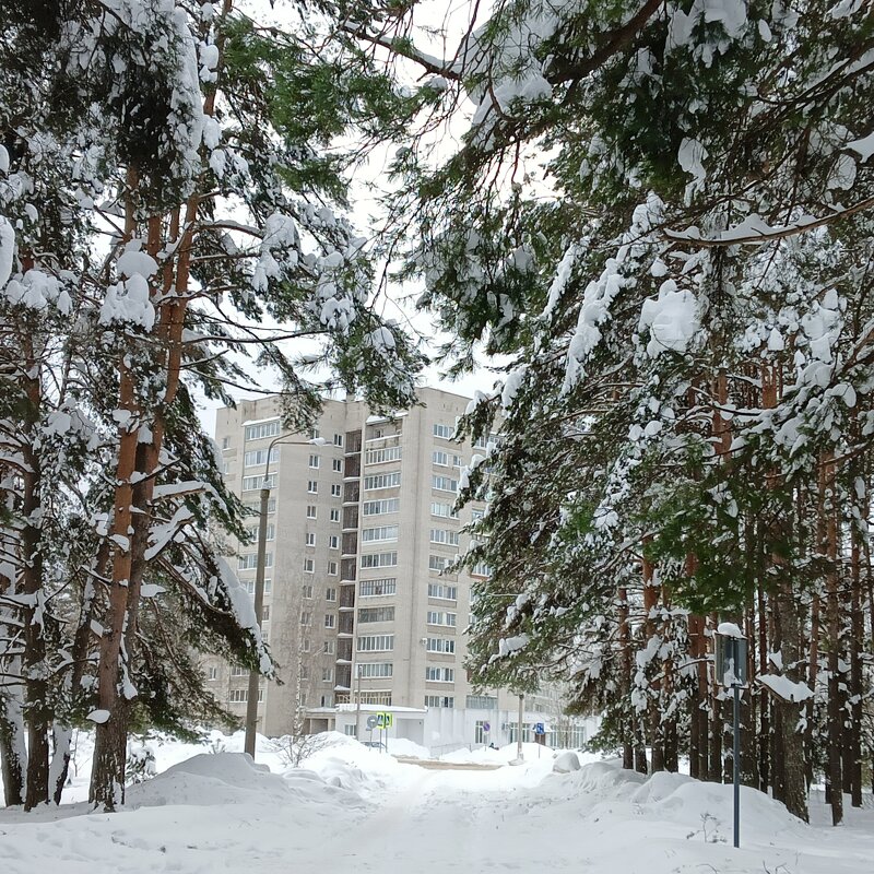 вид на город из леса - Владимир вид на город из леса - Владимир