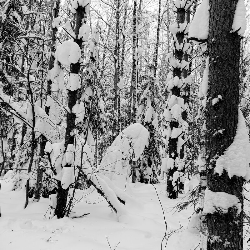 все покрыто снегом - Владимир 