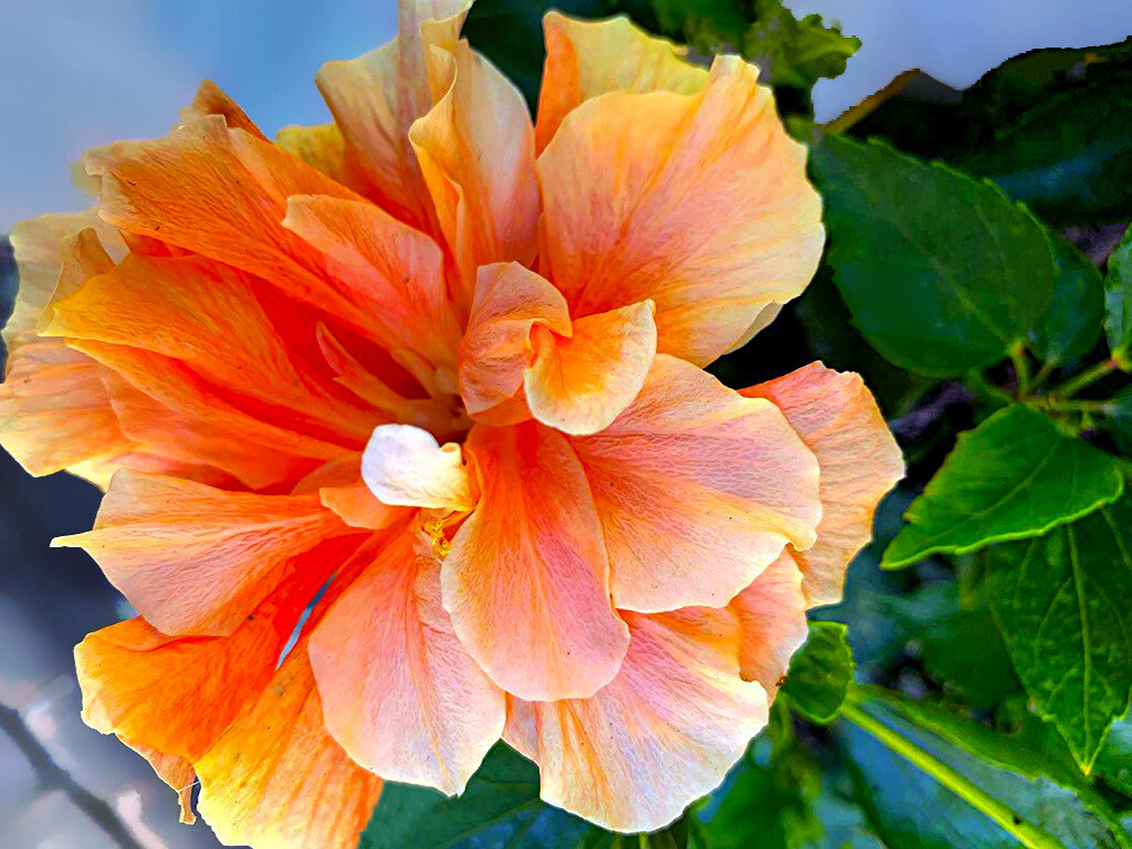 ЗИМНИЙ   ГИБИСКУС - Анатолий Малобродский