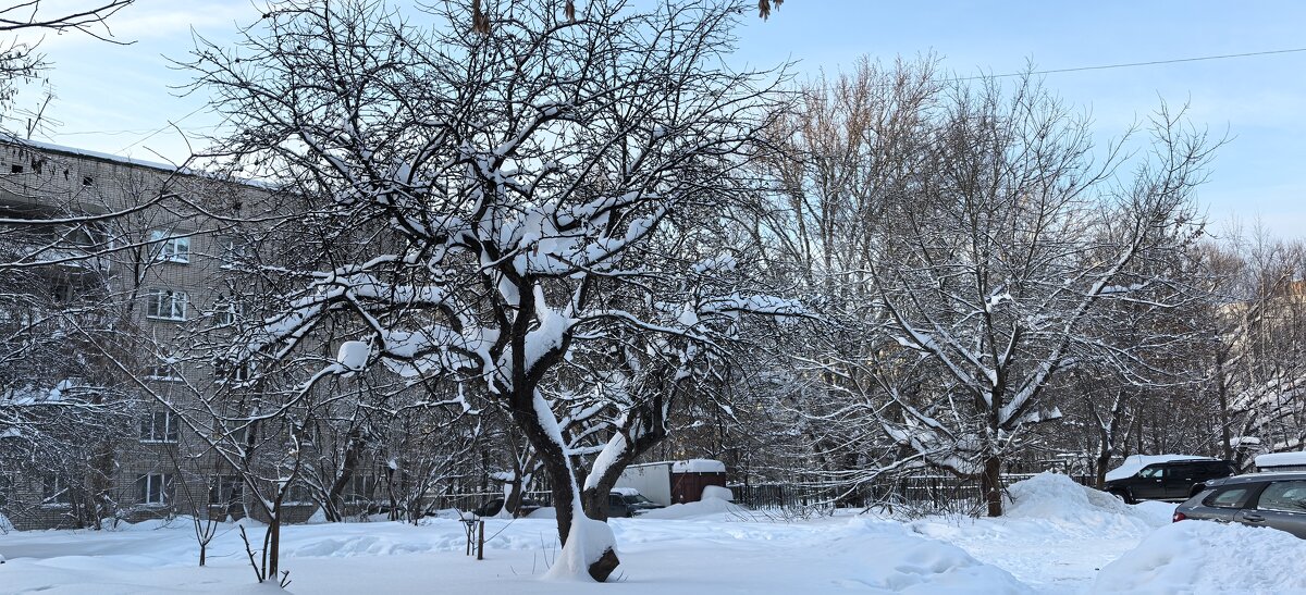 ***танцующее дерево*** - Olga Oskolkova ***танцующее дерево*** - Olga Oskolkova