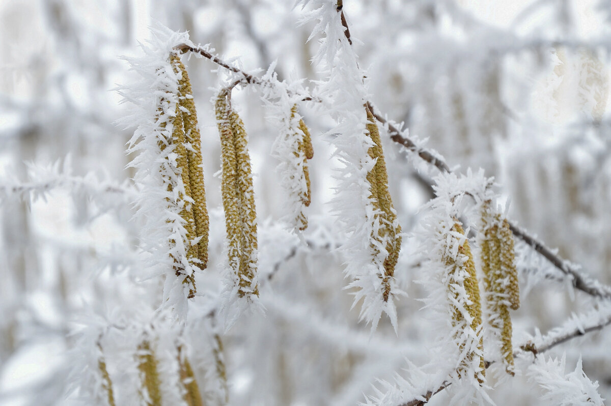 По ветвям развешан иней … Мороз создал красоту... - Надежда Куркина По ветвям развешан иней … Мороз создал красоту... - Надежда Куркина