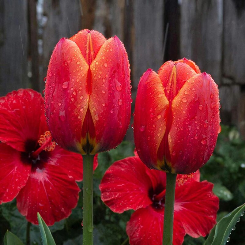 тюльпаны - МАРИЯ ПОПОВА