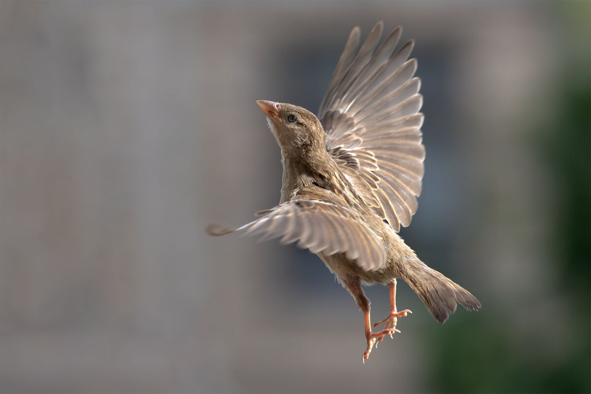 Ангел... - olegdanilhenko Олег Данильченко
