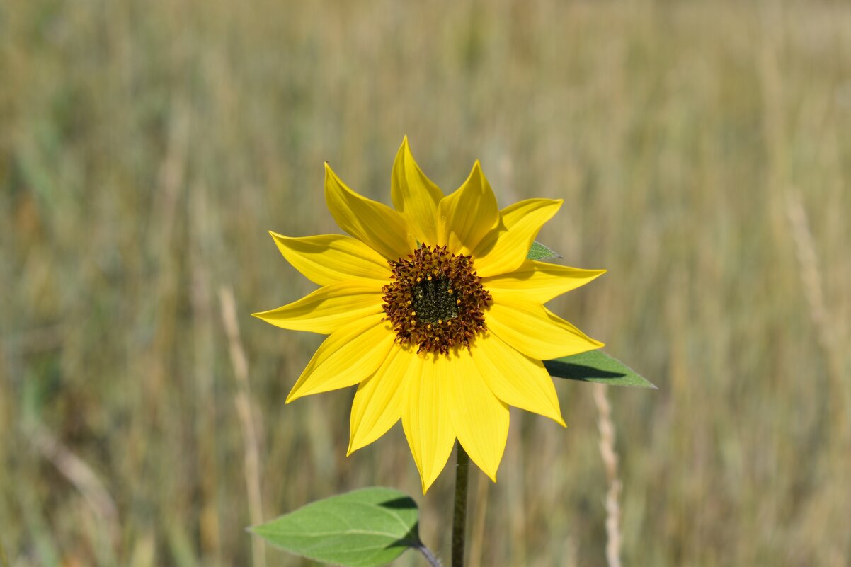 Осенний подсолнух - Дарья Шуклина