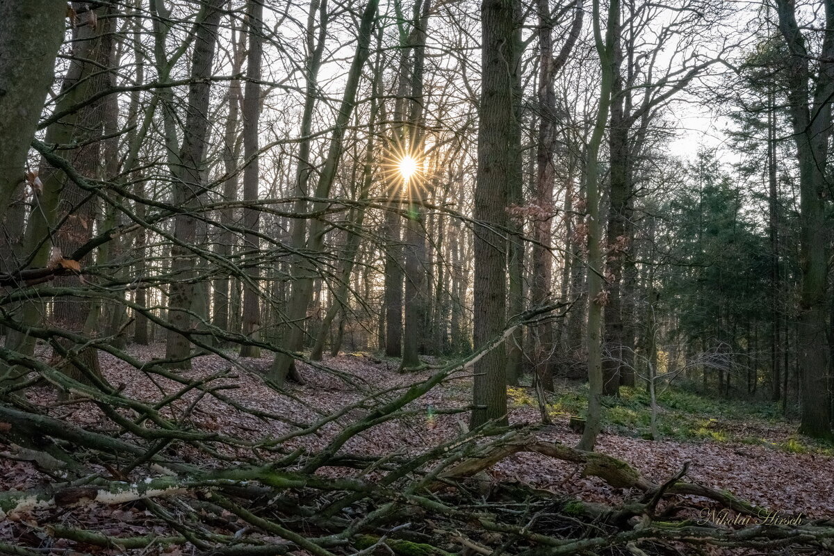 Февральское солнце... - Николай Гирш Февральское солнце... - Николай Гирш