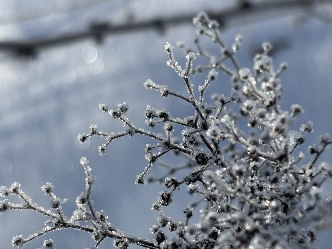 Хрустальная веточка - Ольга Савельева 