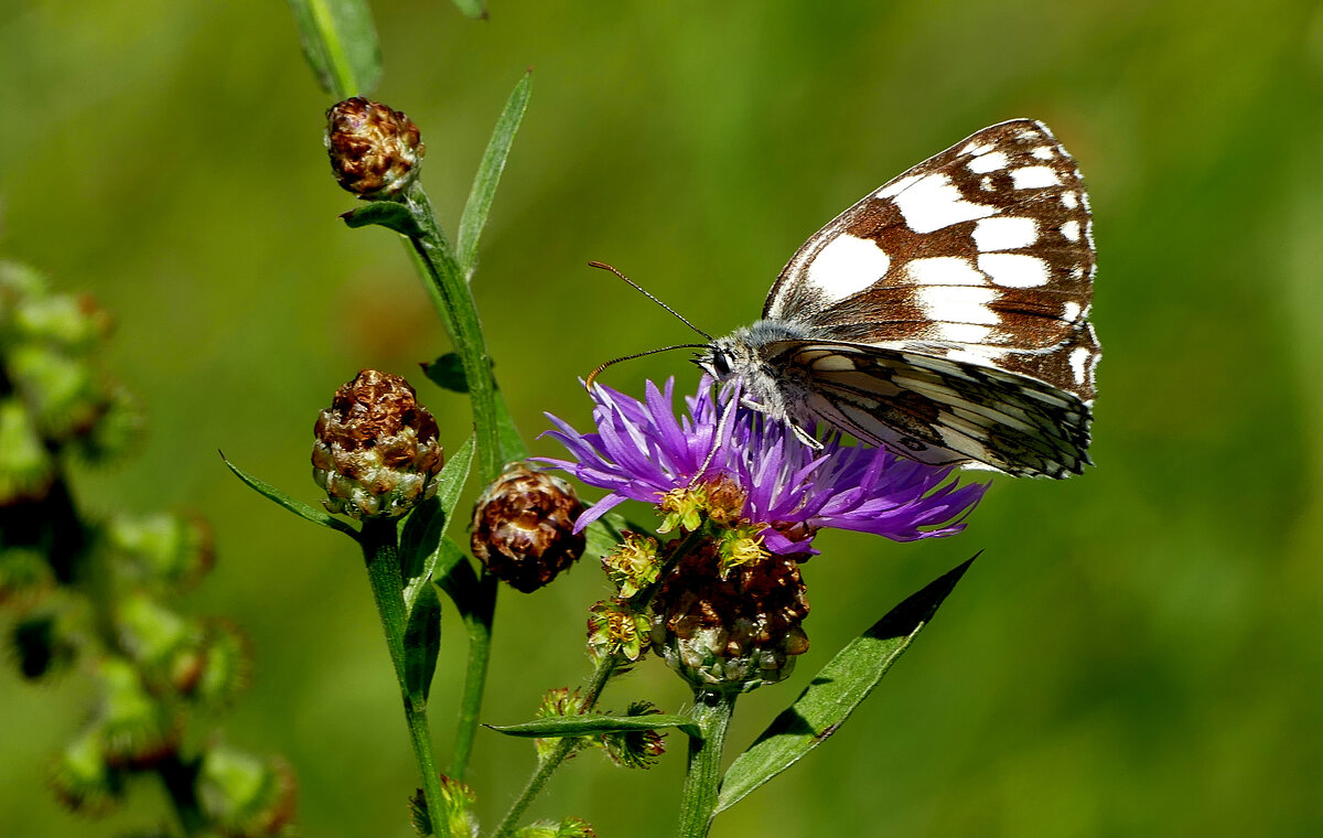 опять про бабочек...447 - Александр Прокудин