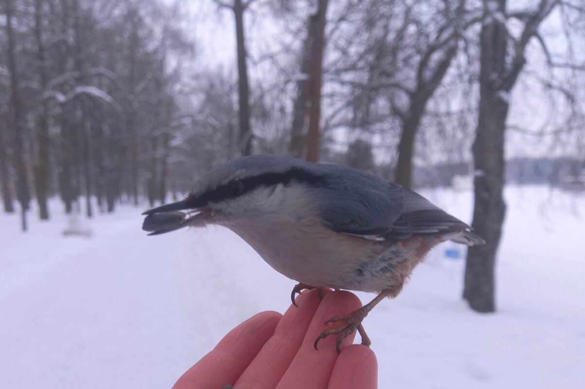 Поползень - Сапсан 