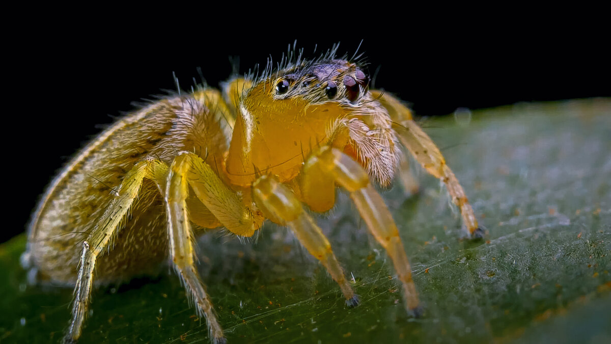 Элегантный золотой паук-скакун. - Aleksey Afonin