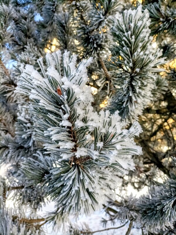 В зимнем свете - Veera V