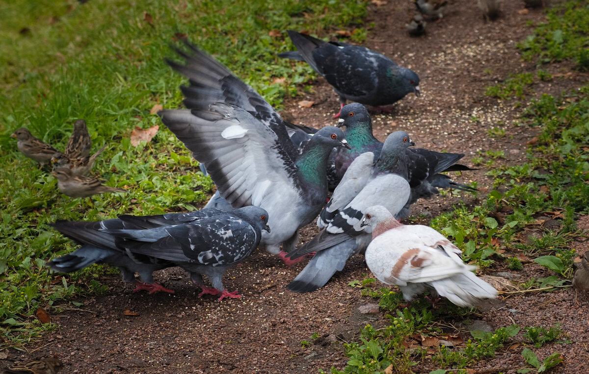 Кто здесь главный? - Магомед . Кто здесь главный? - Магомед .