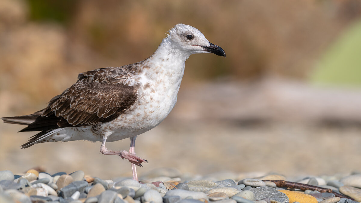 На морском берегу - Владимир Лазарев На морском берегу - Владимир Лазарев