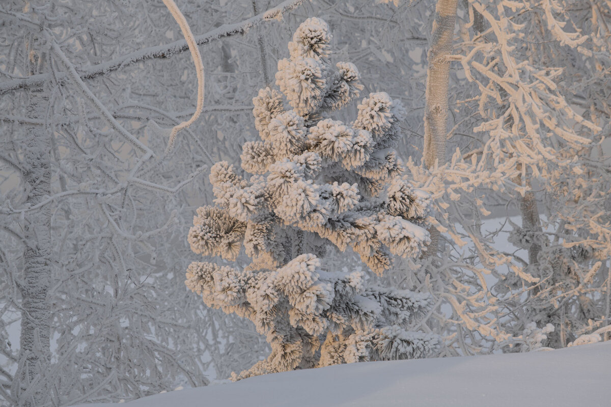 Одинокая в морозы... - Сергей Герасимов