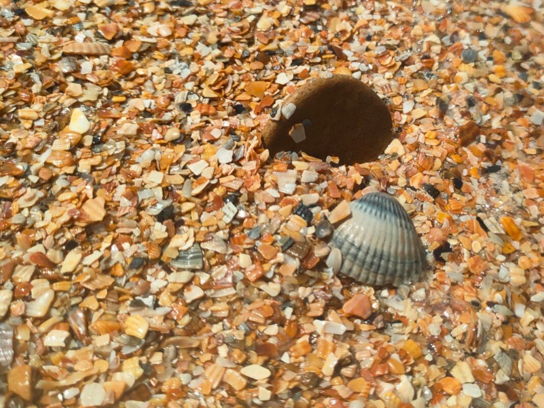 Ракушки - Наталья (ShadeNataly) Мельник