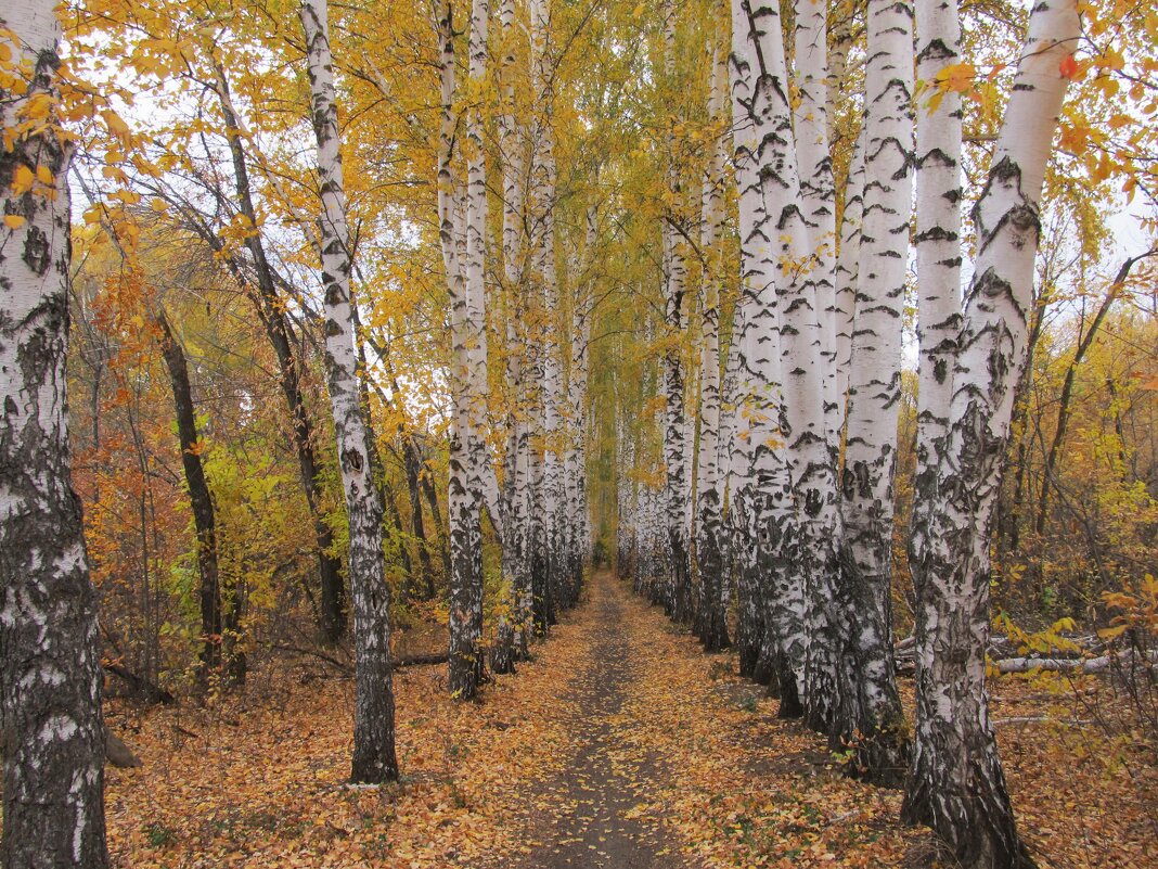 берёзовая аллея - Елена Шаламова