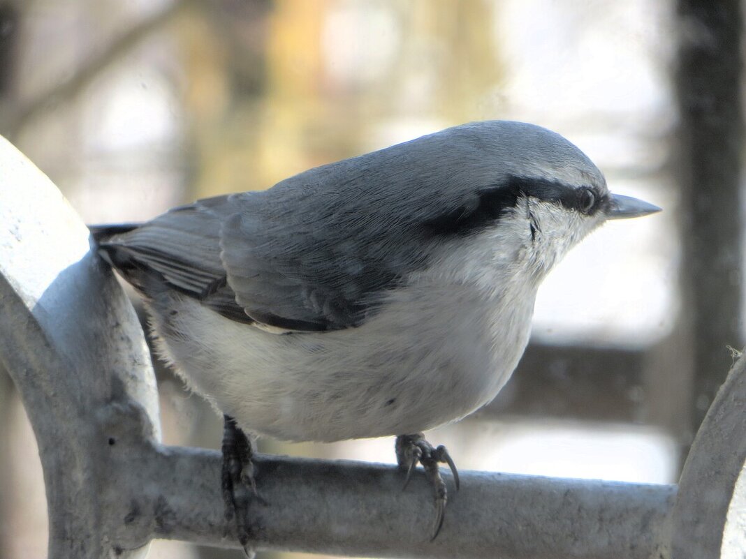 Поползень - Лариса С.
