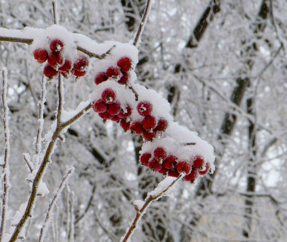 Яблочки в сахаре - Лариса С. Яблочки в сахаре - Лариса С.