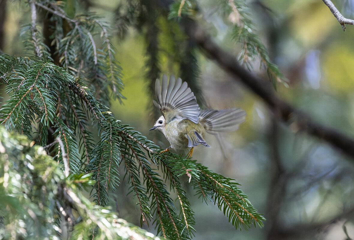 желтоголовый королек. - юрий макаров желтоголовый королек. - юрий макаров