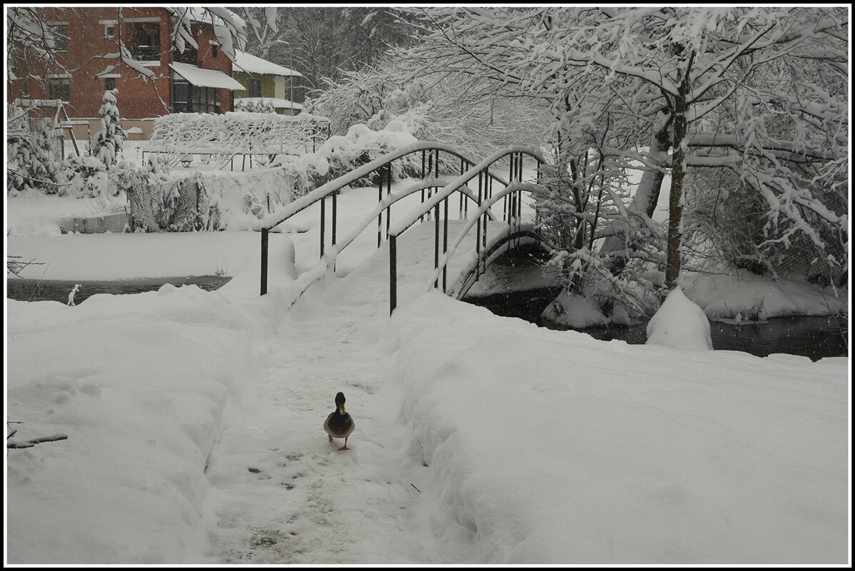 Обходит владенья свои - Aleksandr Gal