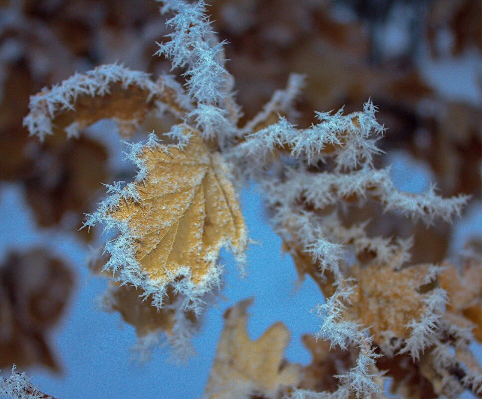Листик - Оксана Новик 