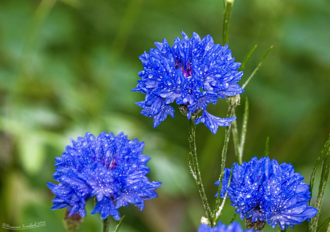 Васильки синеглазые в утреней росе - Николай Зиновьев Васильки синеглазые в утреней росе - Николай Зиновьев