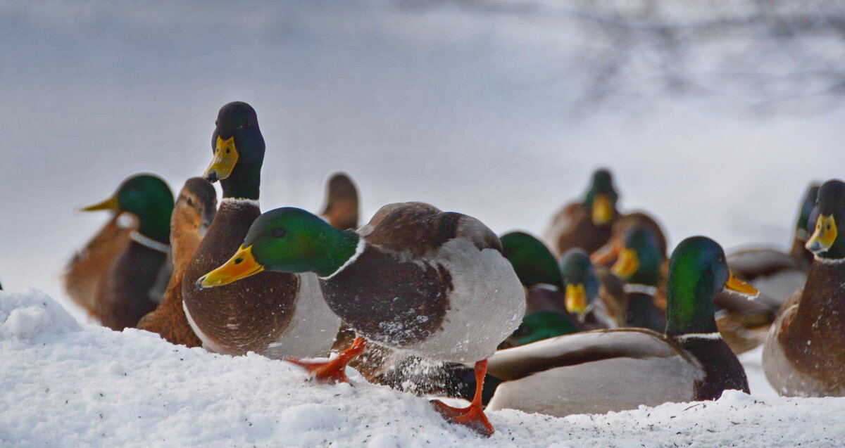 ... - Анастасия Смирнова ... - Анастасия Смирнова