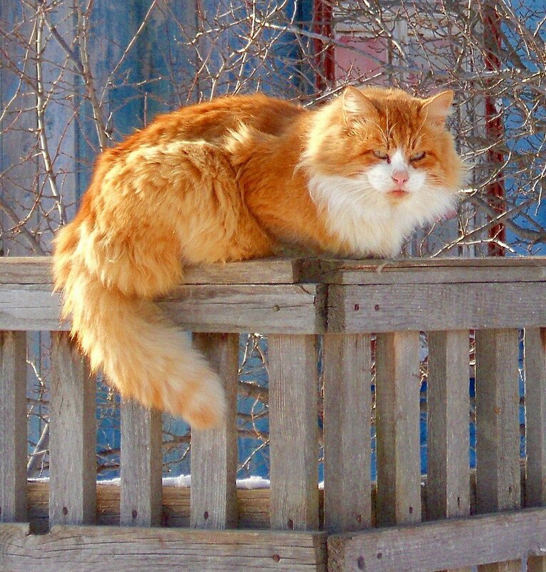 Деревенский кот - Наталья ***